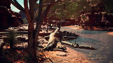 Bäume-In-Der-Nähe-Des-Colorado-River-Im-Grand-Canyon