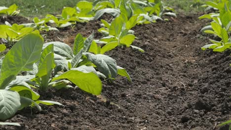 primer plano de plantas de tabaco en un campo