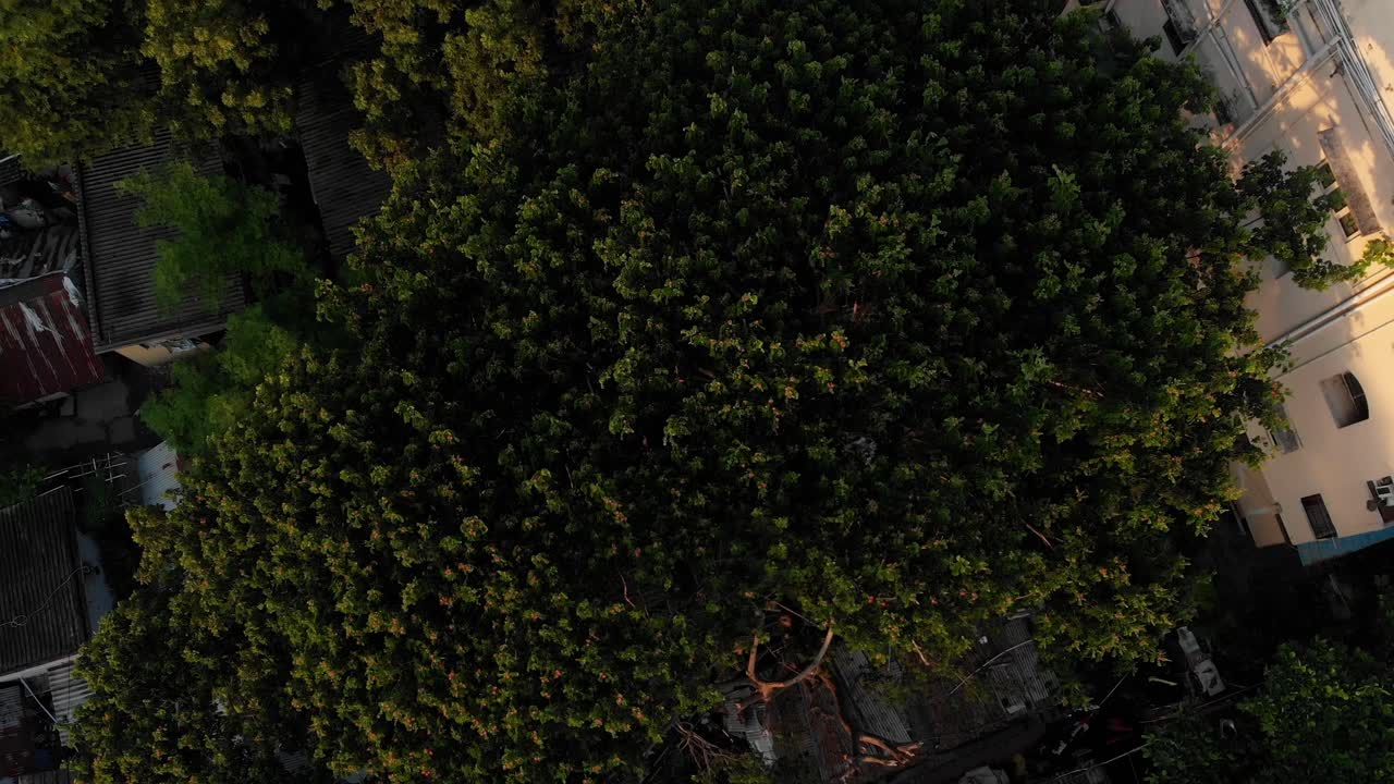 vista superior de drones ascendentes de árboles forestales y antiguo bloque de apartamentos destruido en chennai, ciudad india