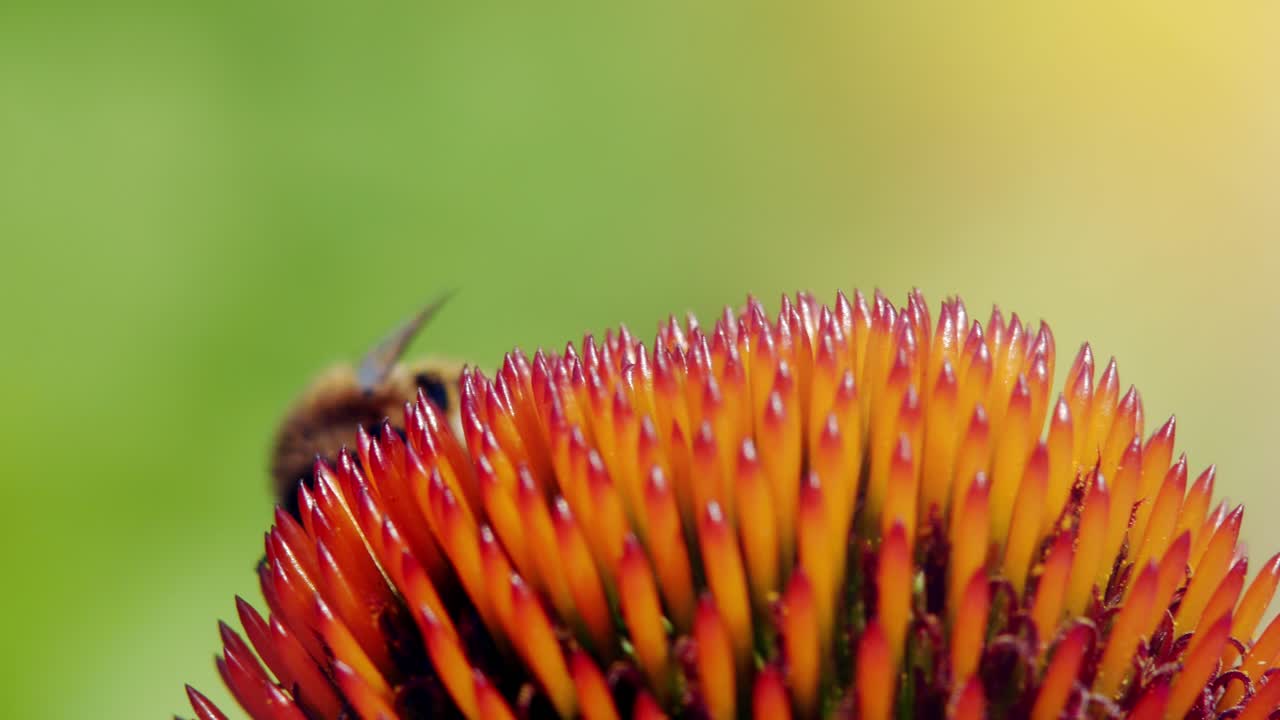 un primer plano macro de una abeja melífera recogiendo néctar de una flor rosa y naranja