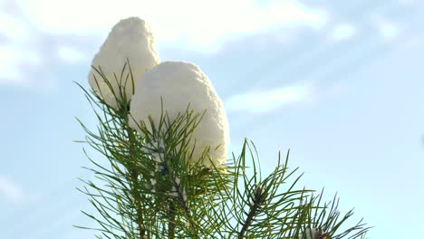 Schnee-An-Einem-Sonnigen-Tag-Liegt-Auf-Tannenzweigen