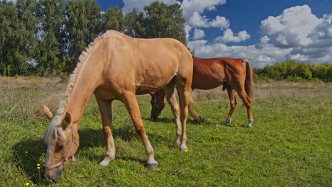 los hermosos caballos pastan pellizcando la hierba