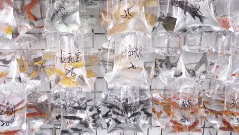 pet fish on display for sale at a shop street market in hong kong