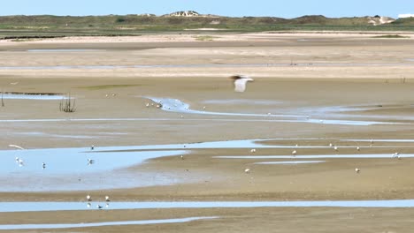 vuelo a lo largo de las gaviotas que se posan y exploran el lecho del río holandés fangoso seco