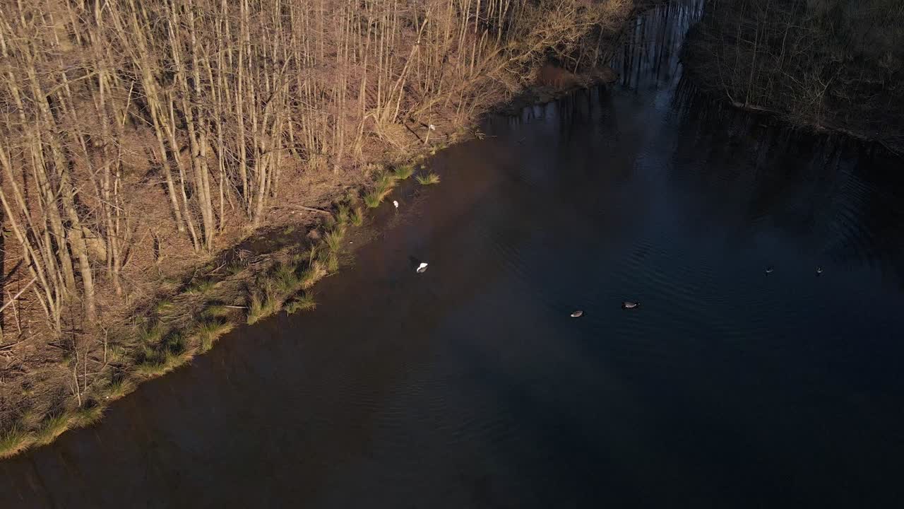 gran garceta y varios patos en la orilla de un depósito de agua visto desde arriba