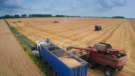 wheat harvest