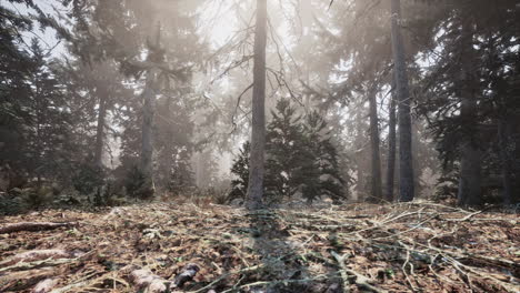 paisaje forestal de niebla