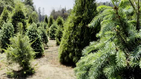 green shot of an a christmas forest or woods in mexico amecameca