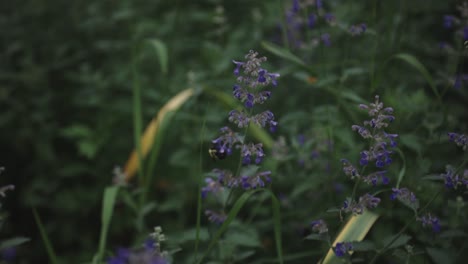 A-Bumblebee-Collecting-Pollen-From-The-Beautiful-Purple-Flowers