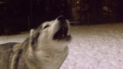 excited husky dog barks, wants to play fetch in snow on winter night