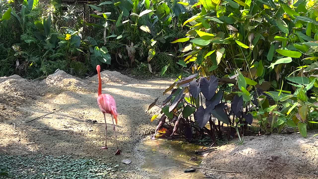 Pink Flamingo in a Tropical Garden