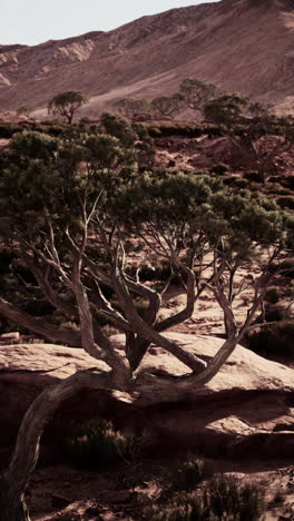 twisted tree in a desert landscape