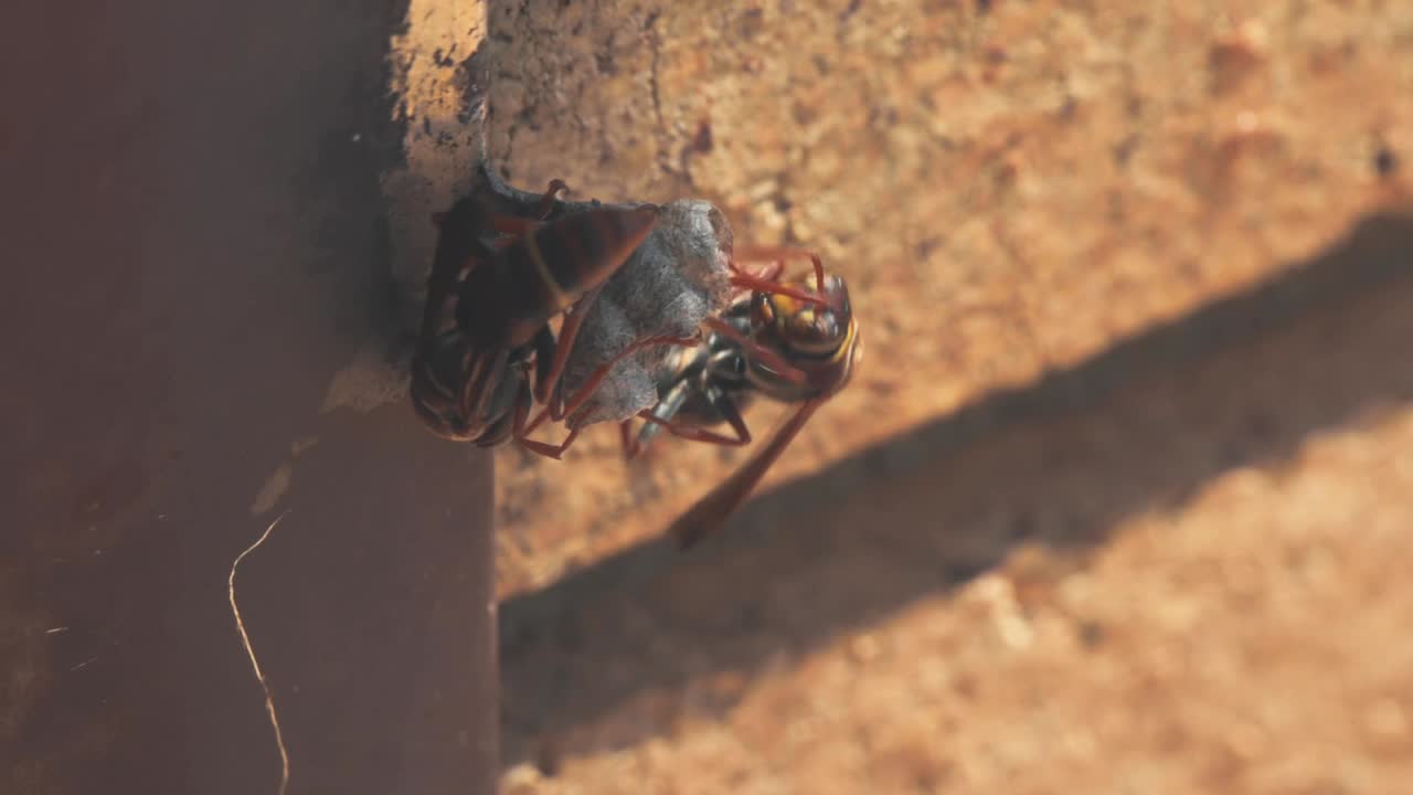 avispas construyendo un nido en el alféizar de la ventana de una casa