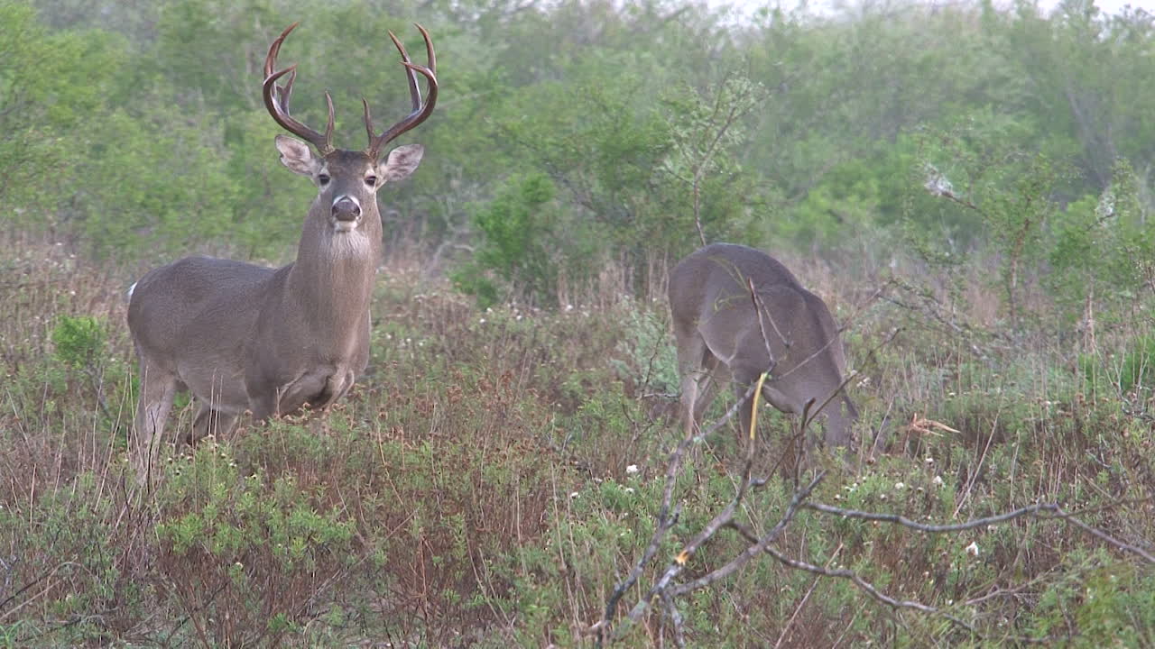 Two deer in a grassy field