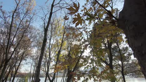 looking up at trees on sunny day, reveal of beautiful calm lake