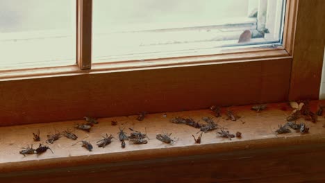 Muchos-Bichos-Muertos-En-El-Alféizar-De-La-Ventana-De-Madera---Cámara-Lenta