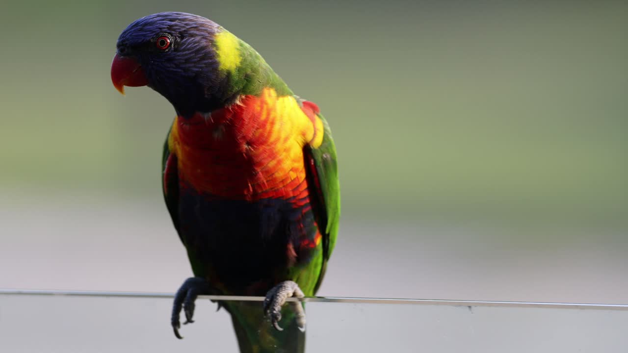 다채로운 로리케이트가 머리를 돌리고 주변을 관찰하고 있습니다.