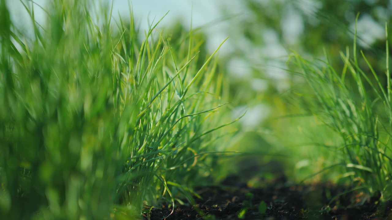incluso filas de cebollas verdes en el fondo los arbustos de patata florecen jardín de granjero bien cuidado 4k vide