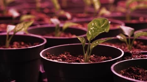 potted golden pothos plants thriving under a pink grow light