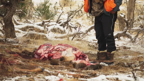 guardabosques mirando el cuerpo de ciervo muerto dejado en el bosque por cazadores furtivos