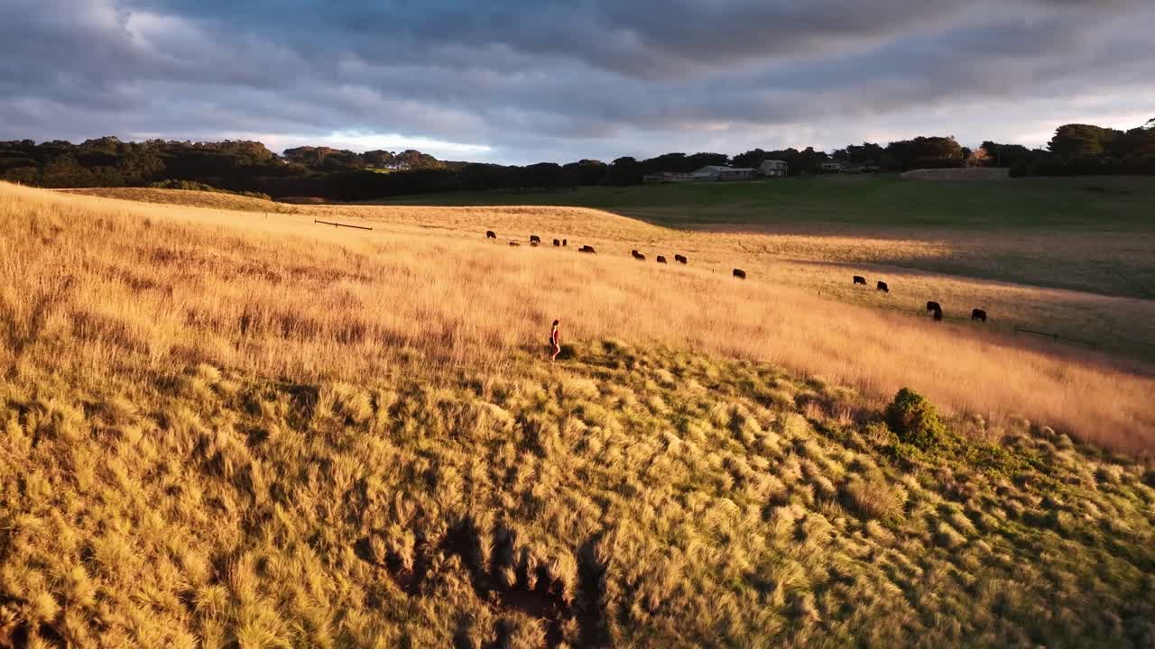 Person walks through golden grass fields with grazing cattle