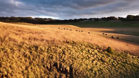 person walks through golden grass fields with grazing cattle