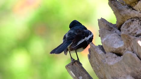 Das-Orientalische-Elsternrotkehlchen-Ist-Ein-In-Thailand-Sehr-Verbreiteter-Sperlingsvogel,-In-Dem-Er-überall-Zu-Sehen-Ist