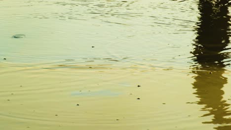 Human-Shadow-On-Shallow-Pond-In-Sunlight