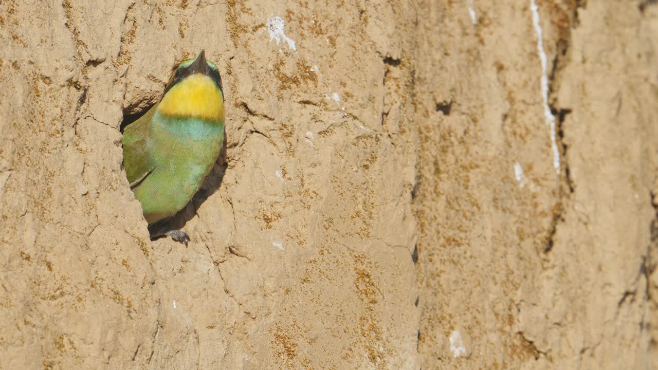 A juvenile bee-eater begging for food at the nest entrance, on a sunny spring morning, in Spain, in a mediterranean forest