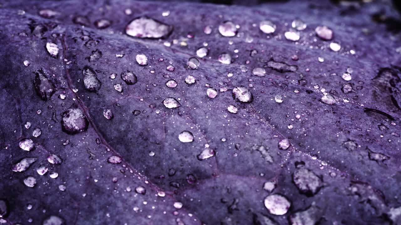 빨간 양상추 잎에 떨어지는 깨끗한 물방울의 안정적인 샷