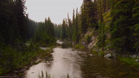 creek at summer in forest