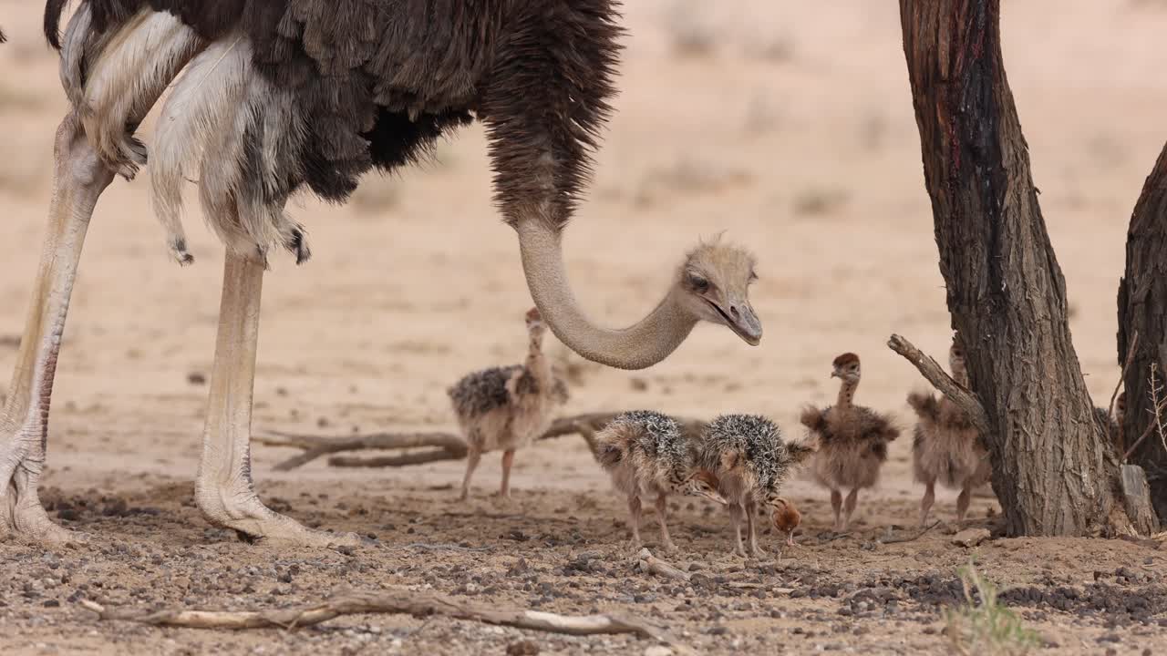 Medium closeup of a female ostrich's legs walking with her chicks standing in the background, Kgalagadi Transfrontier Park