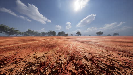 acacia tree in african savannah