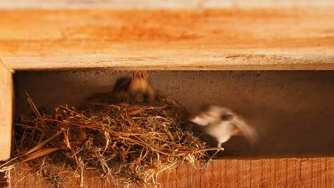 Ave-Madre-Alimentando-A-Sus-Polluelos-En-El-Nido,-Aún-Tiro-Del-Concepto-De-Maternidad,-Cría-De-Aves