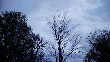 silhouette of trees against a darkening blue sky