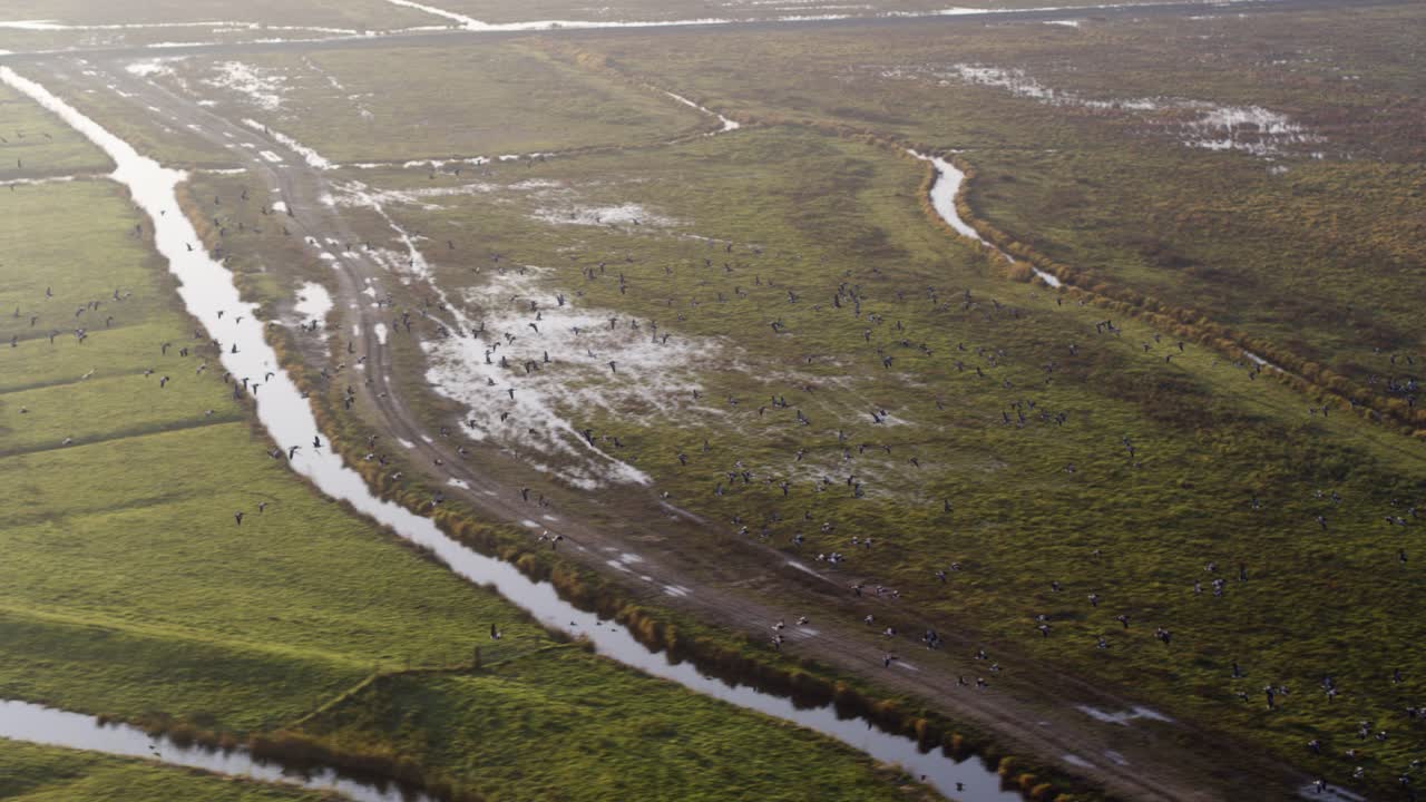 toma aérea de drones de una enorme bandada de pájaros volando