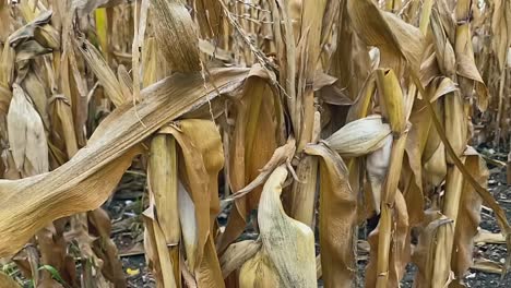 corn field close up in autumn, yellow orange brown and green colours, movement back out, slow motion