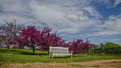 time lapse of empty white bench in a park with colorful apple trees on background