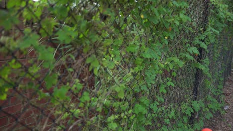 Wide-shot-of-cerasee-vines-on-fence-Cerasee-kerala-bitter-melon-plant-with-kerala-hanging-from-vines-used-to-make-herbal-healthy-tea-good-for-weight-loss