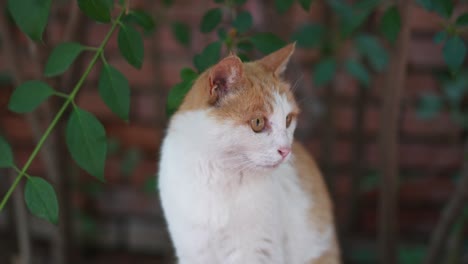 close-up of cat sitting on the ground