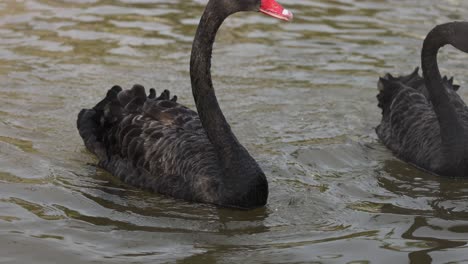 elegantes cisnes negros deslizándose en la superficie del agua