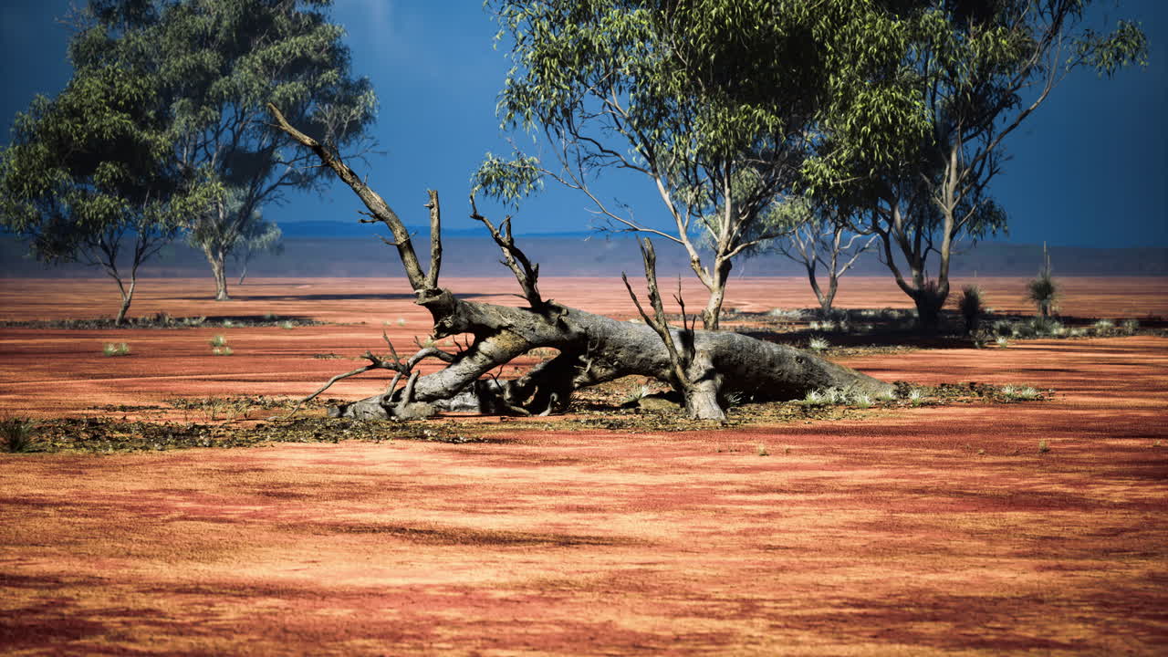 Dry landscape with fallen tree and sparse vegetation in open terrain