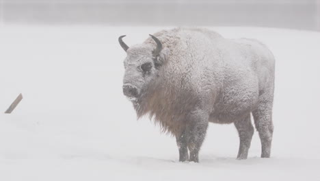 El-Bisonte-De-Madera-Europeo-Se-Encuentra-En-Un-Paisaje-Cubierto-De-Nieve-Blanca,-Perfil