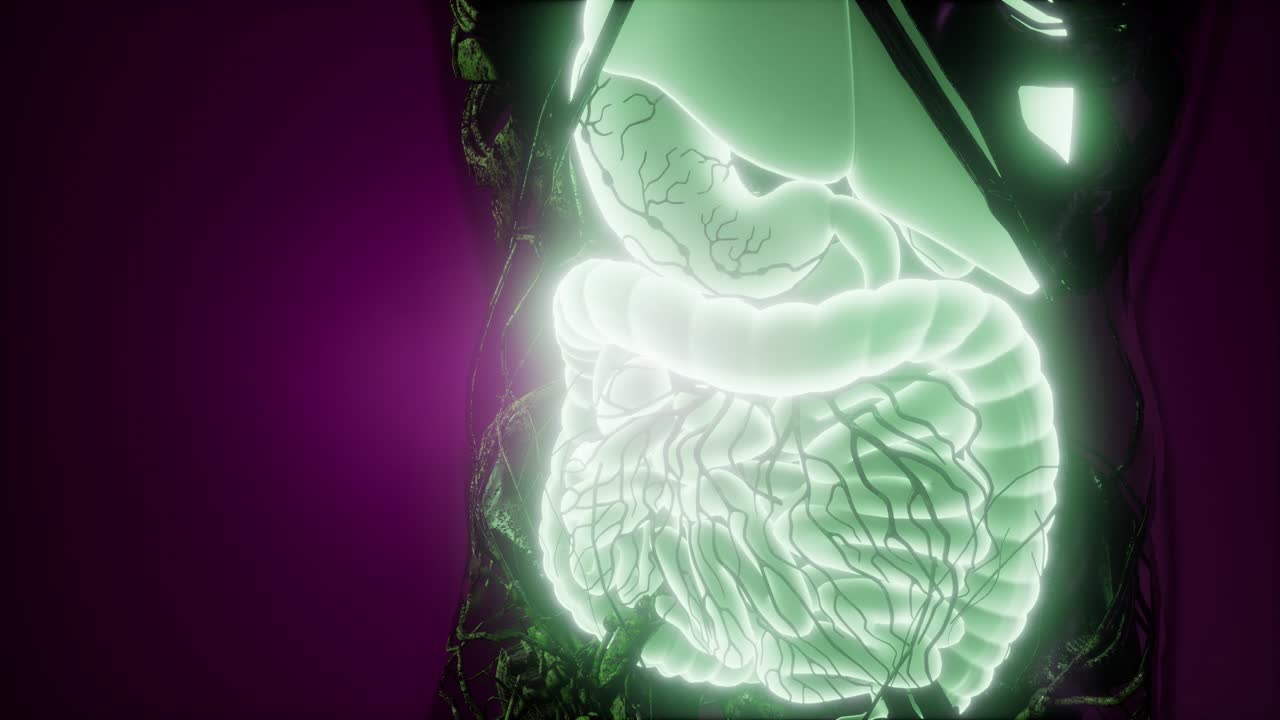 cuerpo humano con sistema digestivo visible