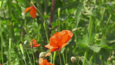 hoverfly flying insect hovering around poppies in a meadow, close-up, slow motion