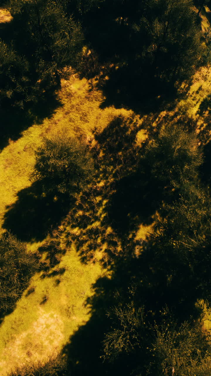 vista aérea de un sendero forestal