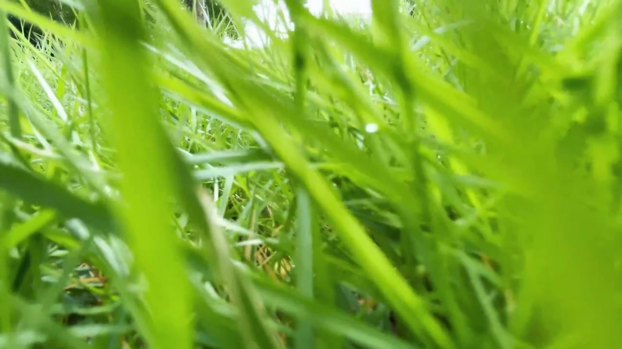 Close-up View of Green Grass Blades in a Park
