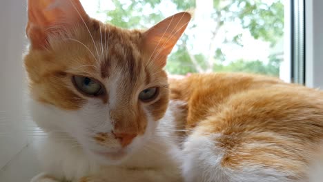 morning sunlight on the slumbering red cat. cute funny red-white cat on the windowsill, close up, dynamic scene, 4k video.