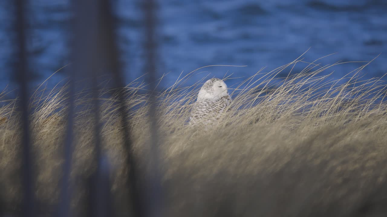 Snowy owl resting in tall golden grass near coastal waters during winter