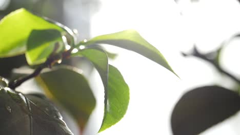 primer plano de hojas verdes vibrantes